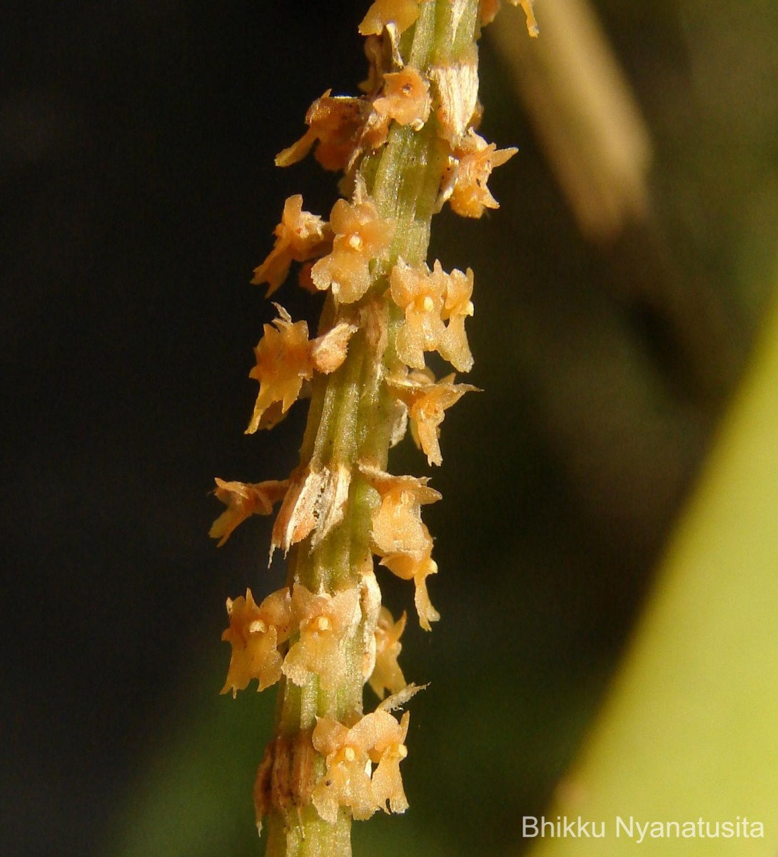 Oberonia thwaitesii Hook.f.